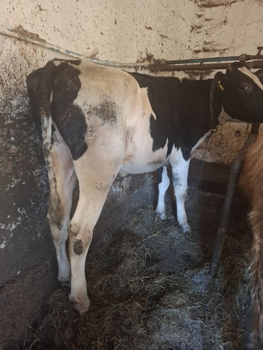 Jałówka ho do zacielenia z kartą  hodowlaną