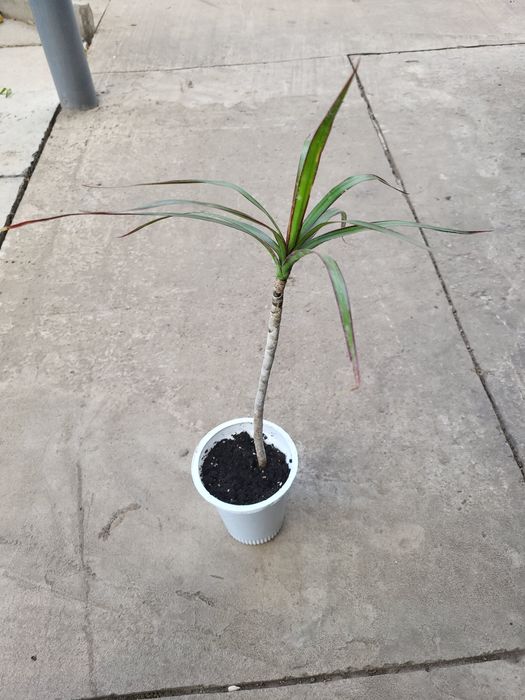 Драцена Маргіната