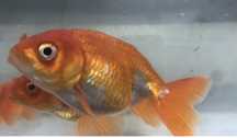 Ranchus Vermelhos 7/8cm