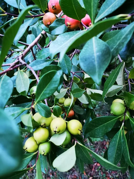 Araçá - planta muito produtiva