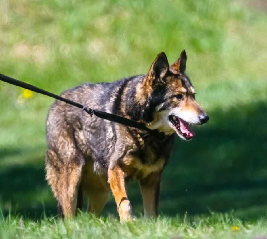 Spokojny psi seniorek 12 letni LUPO