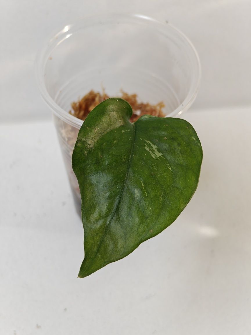 Epipremnum Pinnatum sp Merapi