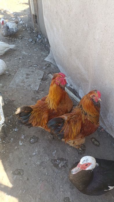 Galos para venda