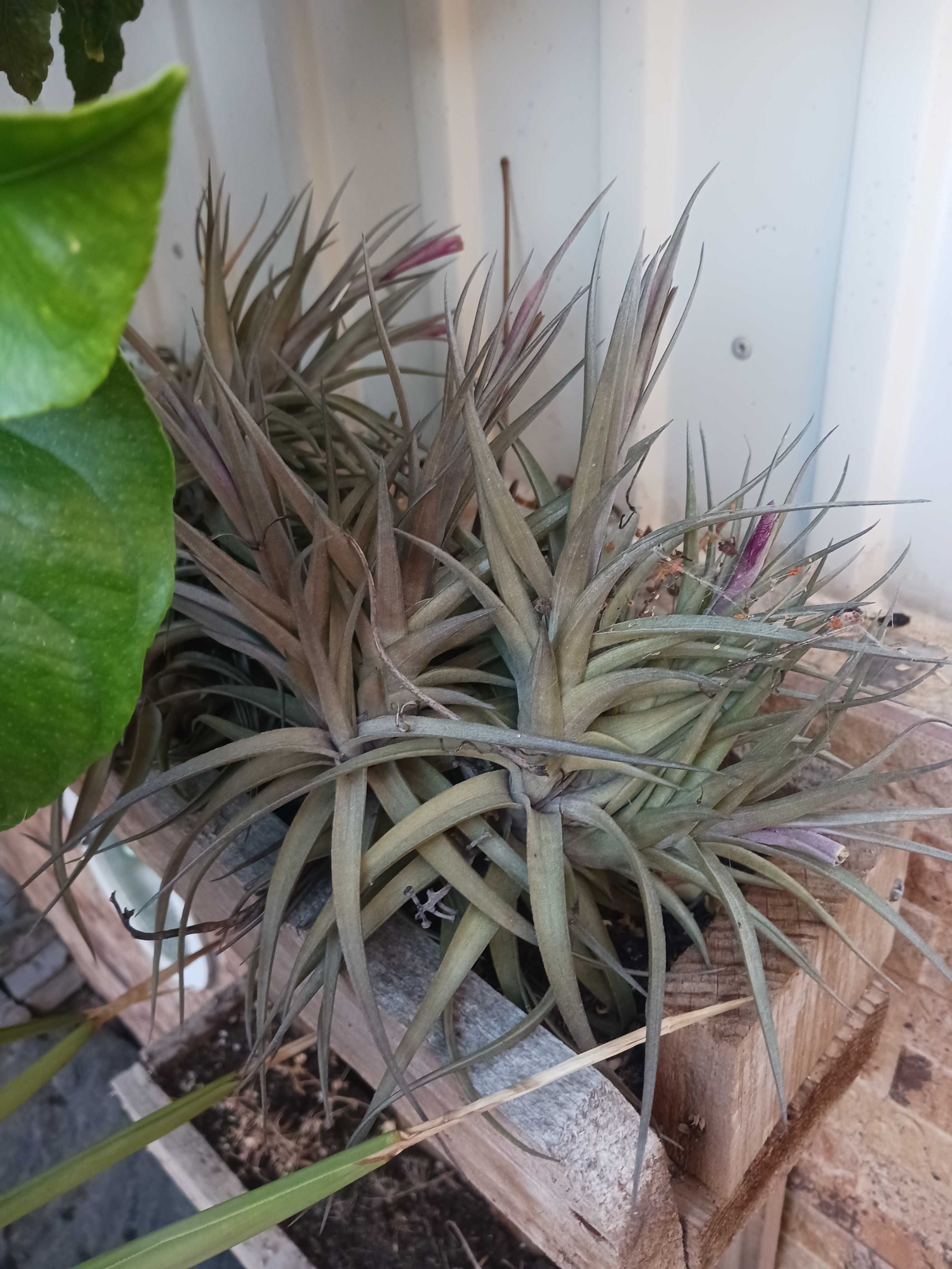 Plantas aéreas, nao precisam de cuidado, de água nem vaso!