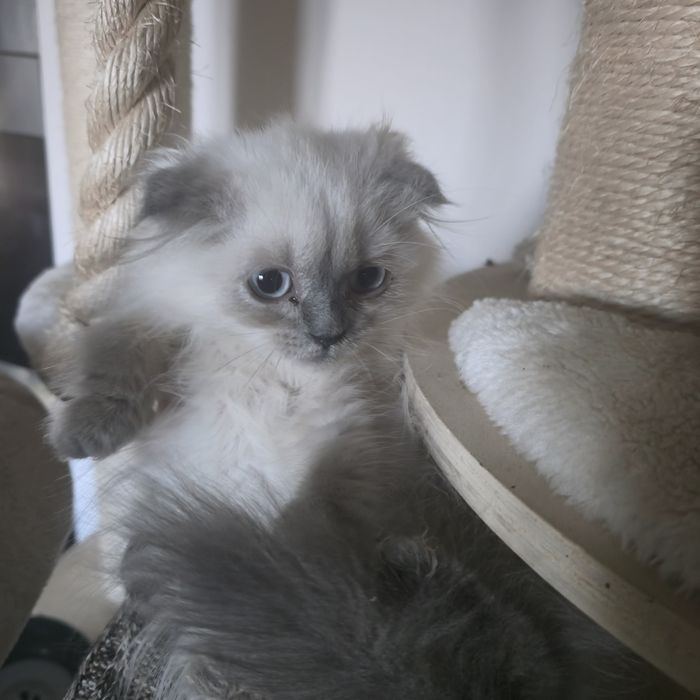 Szkocki fold  zwislouchy kotka, biala