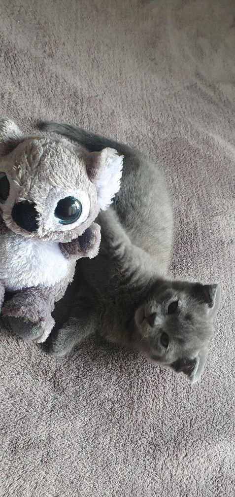 Шотландський висловухий котик
