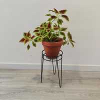 Coleus // planta interior