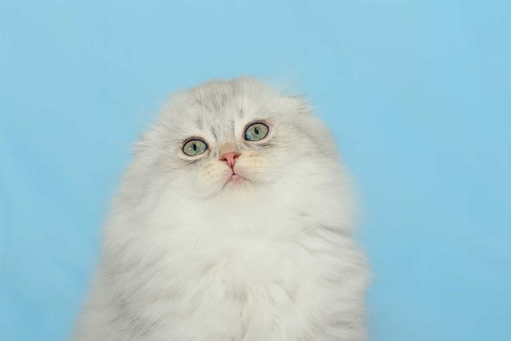 Шотландский котенок, Хайленд фолд , питомник