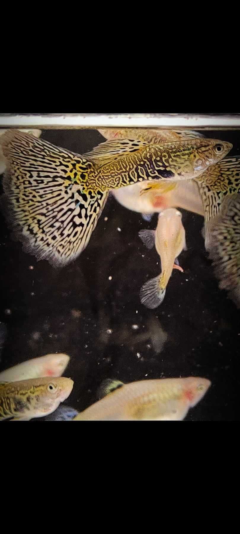 Gupik gupiki White Cobra