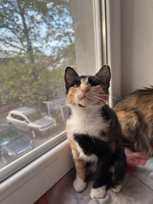 Отдам в добрые руки девочки