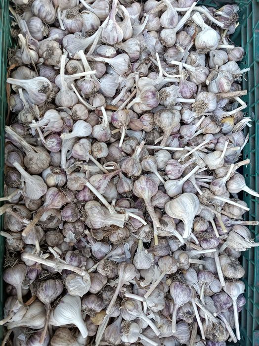 Продам часник не кондиція, на консервування та домашні потреби