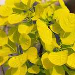 Perukowiec podolski 'Golden Spirit' (Cotinus) Poj. 2.0L
