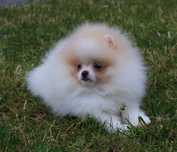 Mini pomeranian sunia