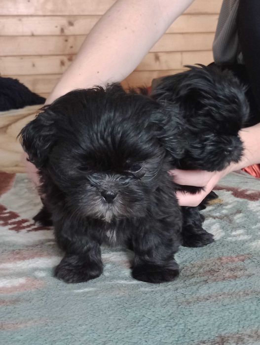 Piesek rasy Shih Tzu gotowy na zmianę domu