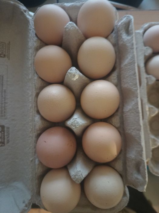 Sprzedam jajka kurze