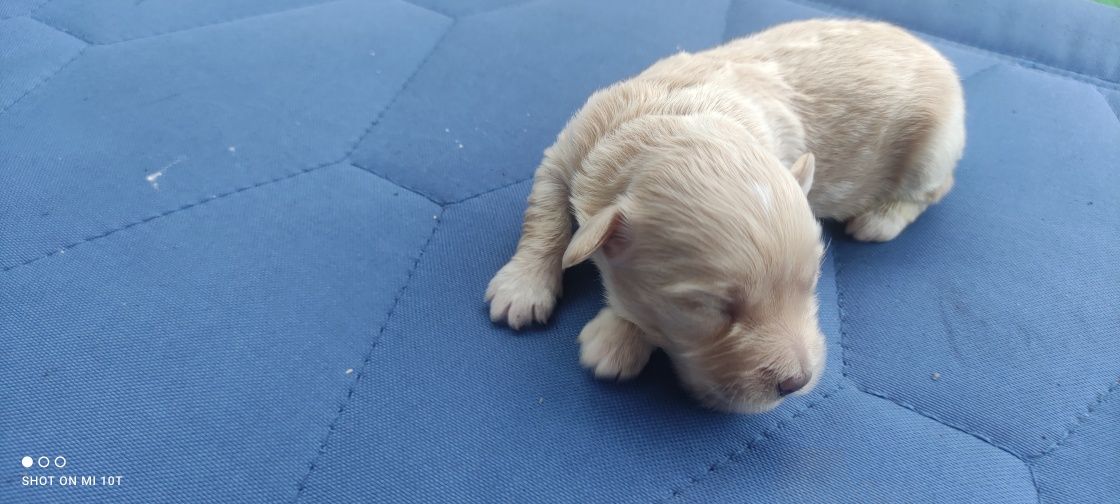 Piesek maltipoo z metryką