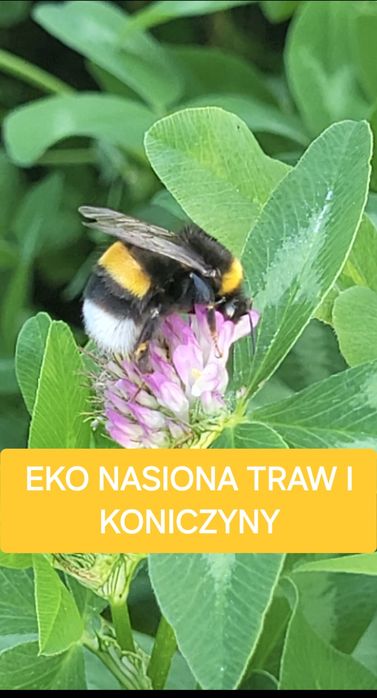 Koniczyna czerwona Eko nasiona. Kurier