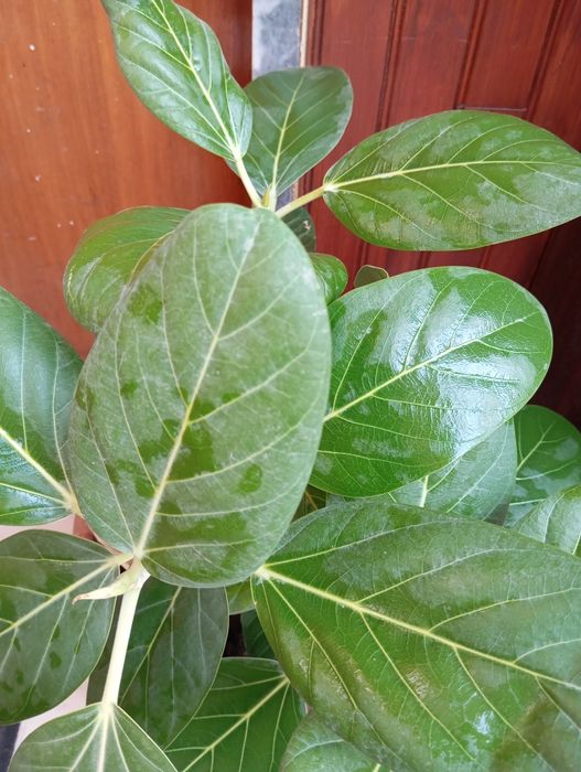 Ficus beng Audrey natural 50 cm
