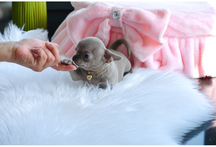 Cudny Mini Liliowy Chihuahua Boy gotowy do odbioru