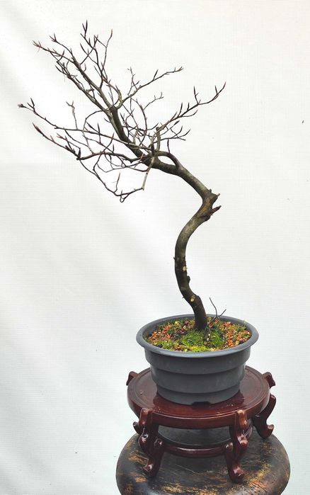 Pre Bonsai buk pospolity