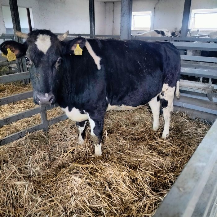 Sprzedam jałówkę cielną.