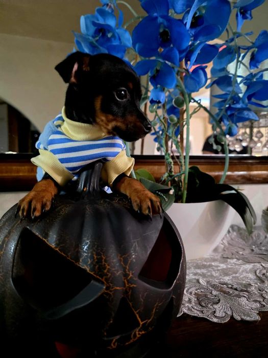 Pinczerek miniaturowy z rodowodem sunia