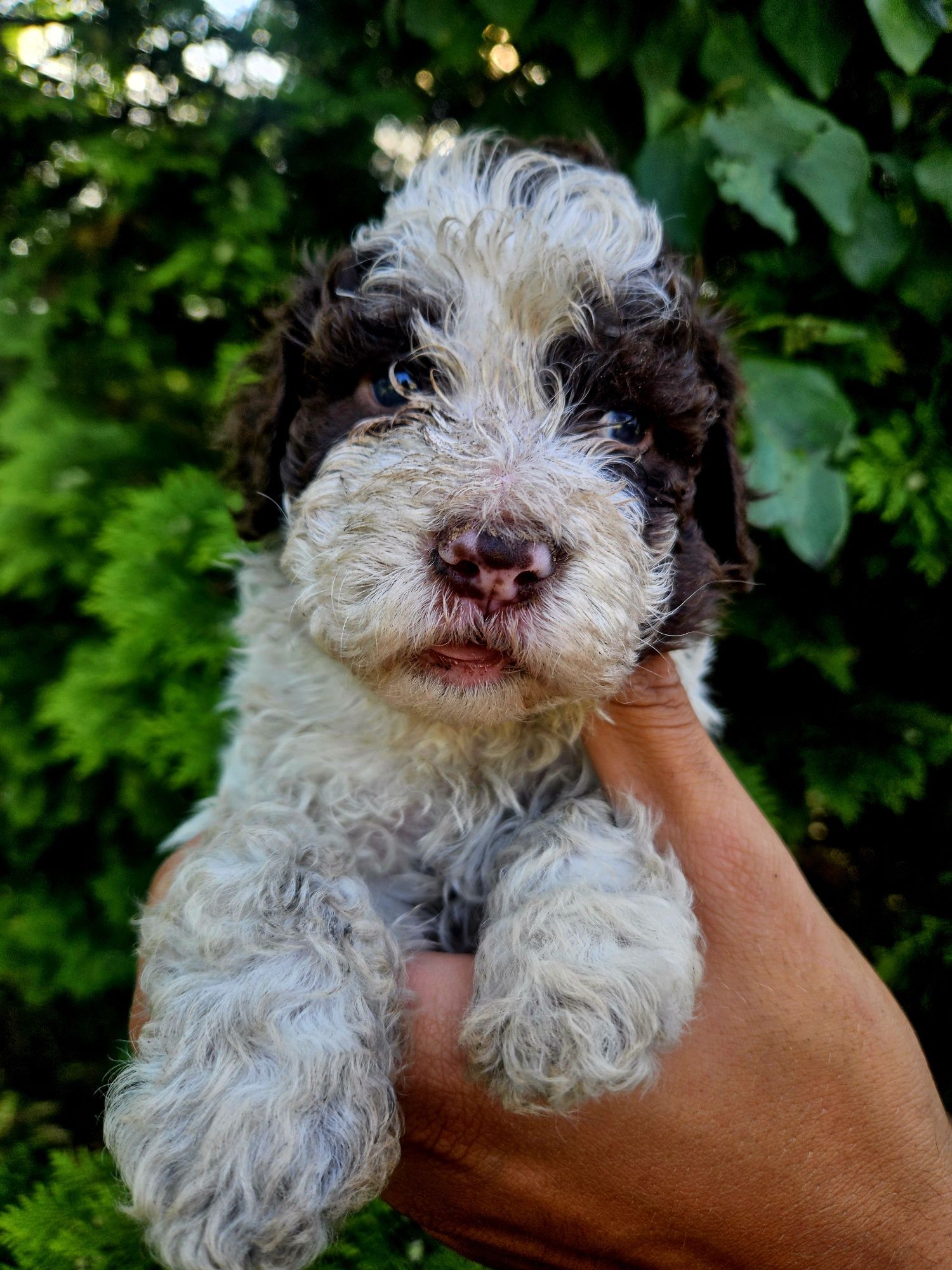 Lagotto Romagnolo - szczeniak