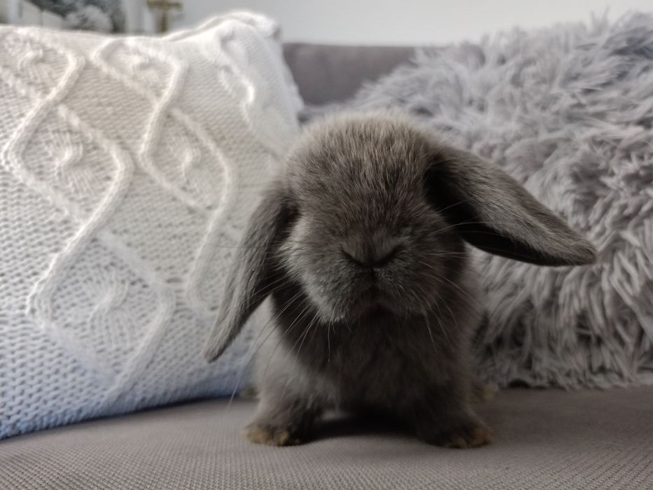 Królik miniaturka mini lop minilop