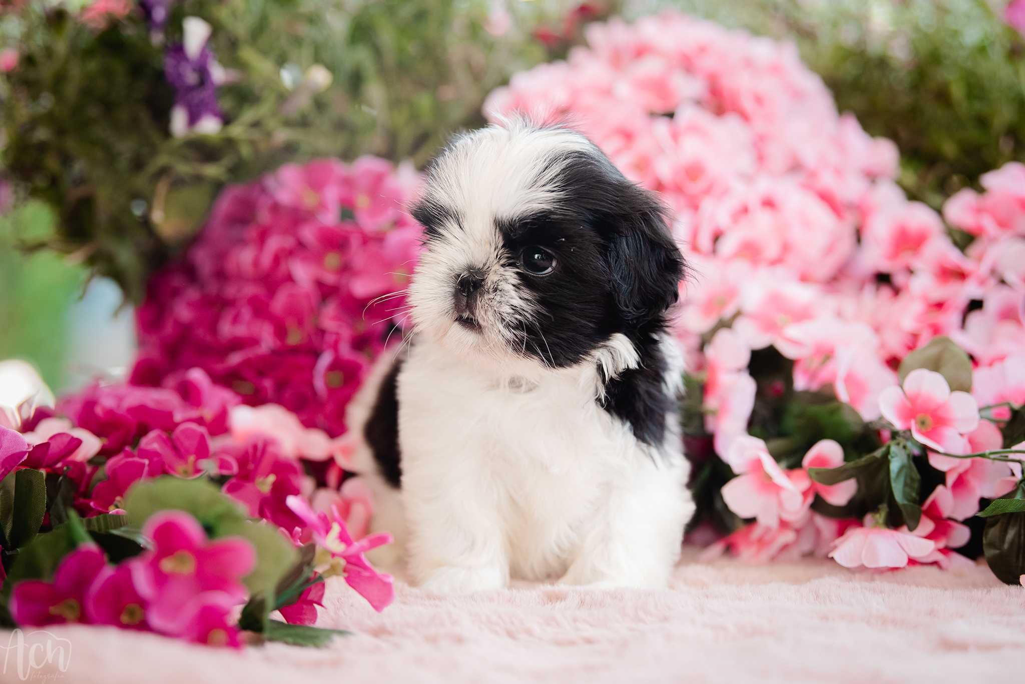 suczka shih tzu FCI ZKwP z ubezpieczeniem