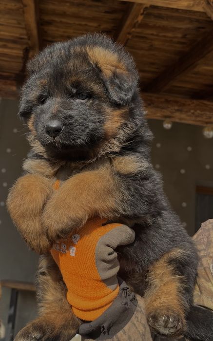 Owczarek niemiecki szczeniak pies