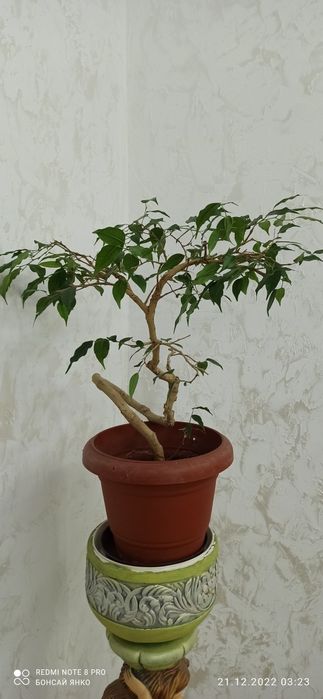 Продам бонсай - фикус вариегатный , крученный ствол, возраст 7 лет