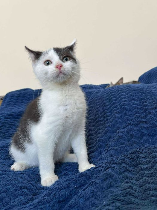 Łaciaty maleńki skarb do adopcji!