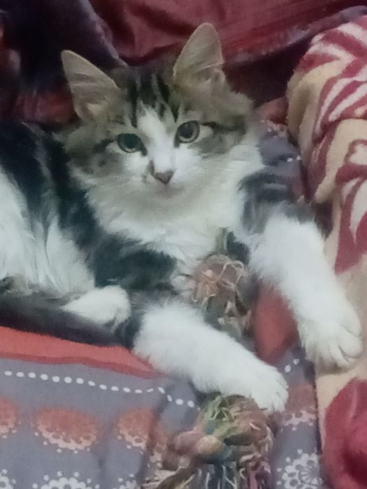 Пропала кошка заводской район ул. Шосейна 1