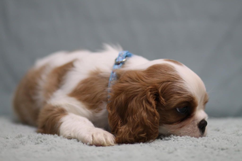 *** Cavalier King Charles Spaniel***