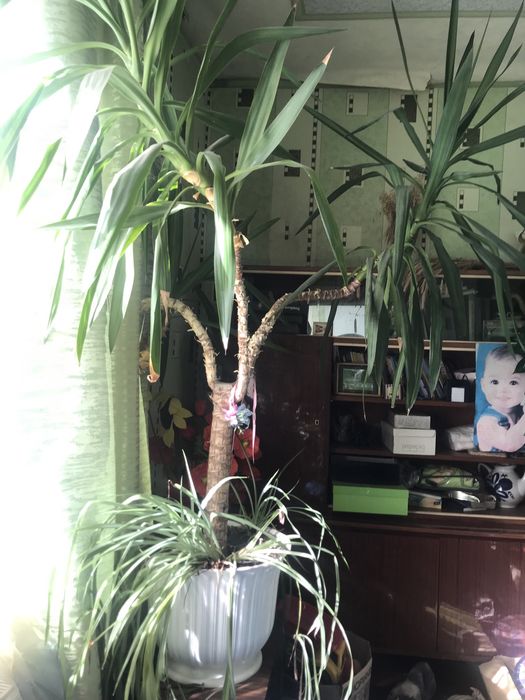 Юка пальма декоративна  вазон дерево 2м