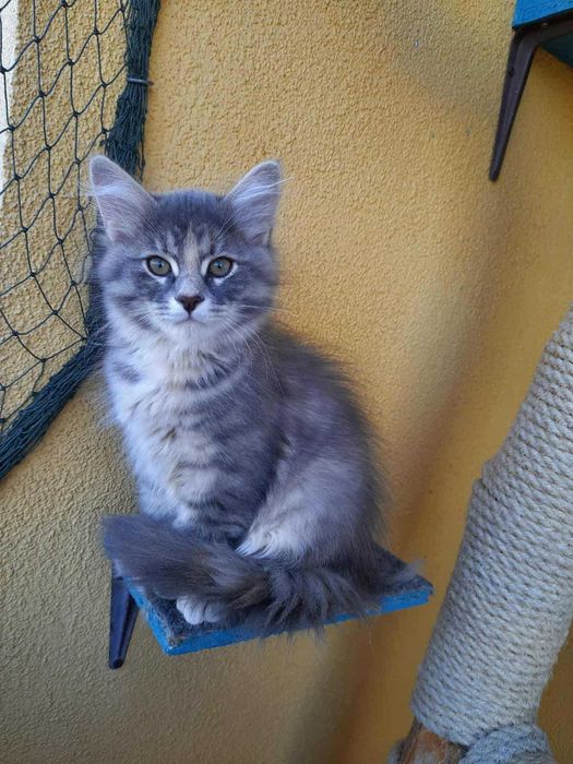 Kociak kotka syberyjska z rodowodem - Freja