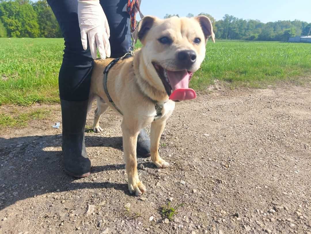 Sonic - młody, śliczny, energiczny ADOPCJA