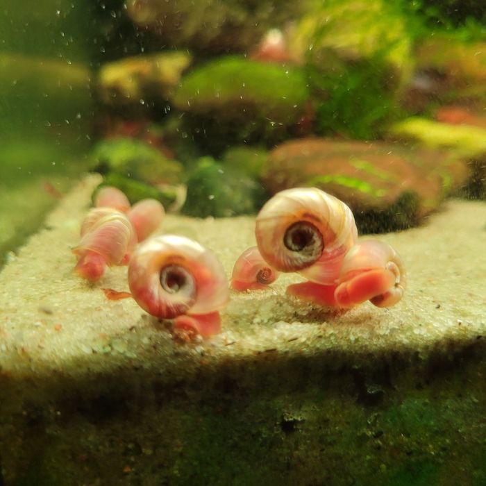 Ślimak zatoczek różowy