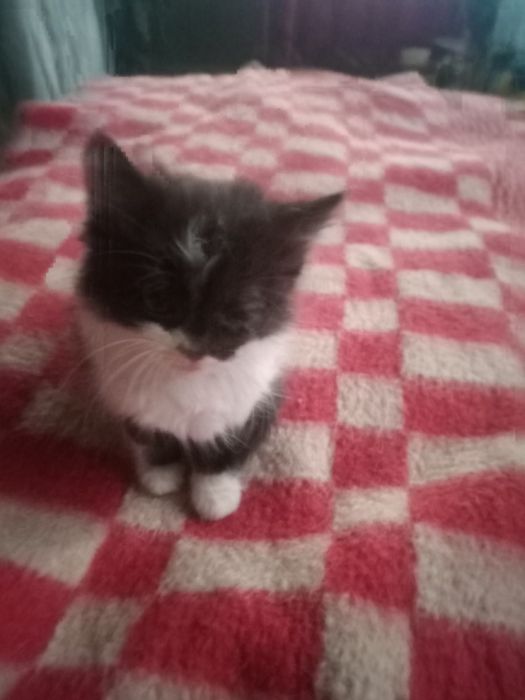 Чудова дівчинка у родину