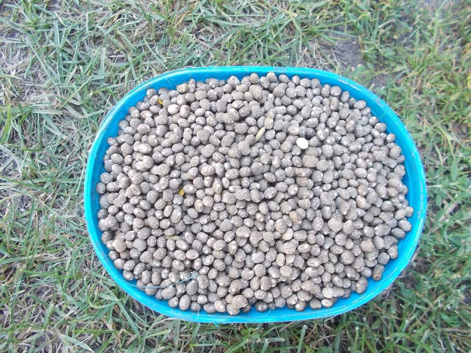 Sprzedam słodki łubin odmiana Regent zbiór 2025r.