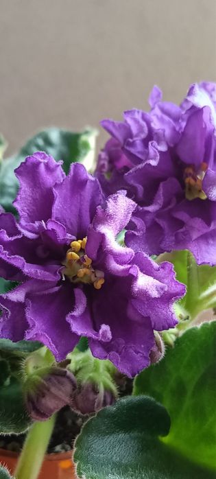 Фіалки. Продаю фіалки