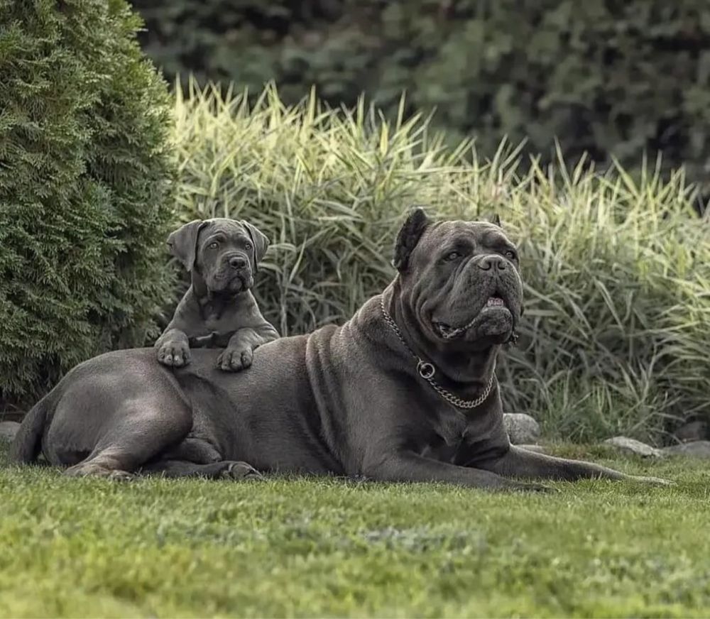 Cane corso Italiano-щеночки голубенького забарвлення)