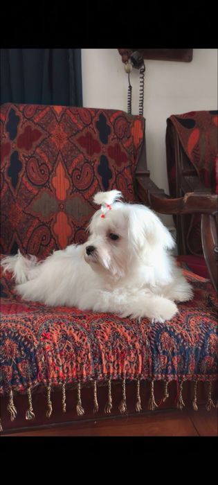 Мальтійська болонка хлопчик