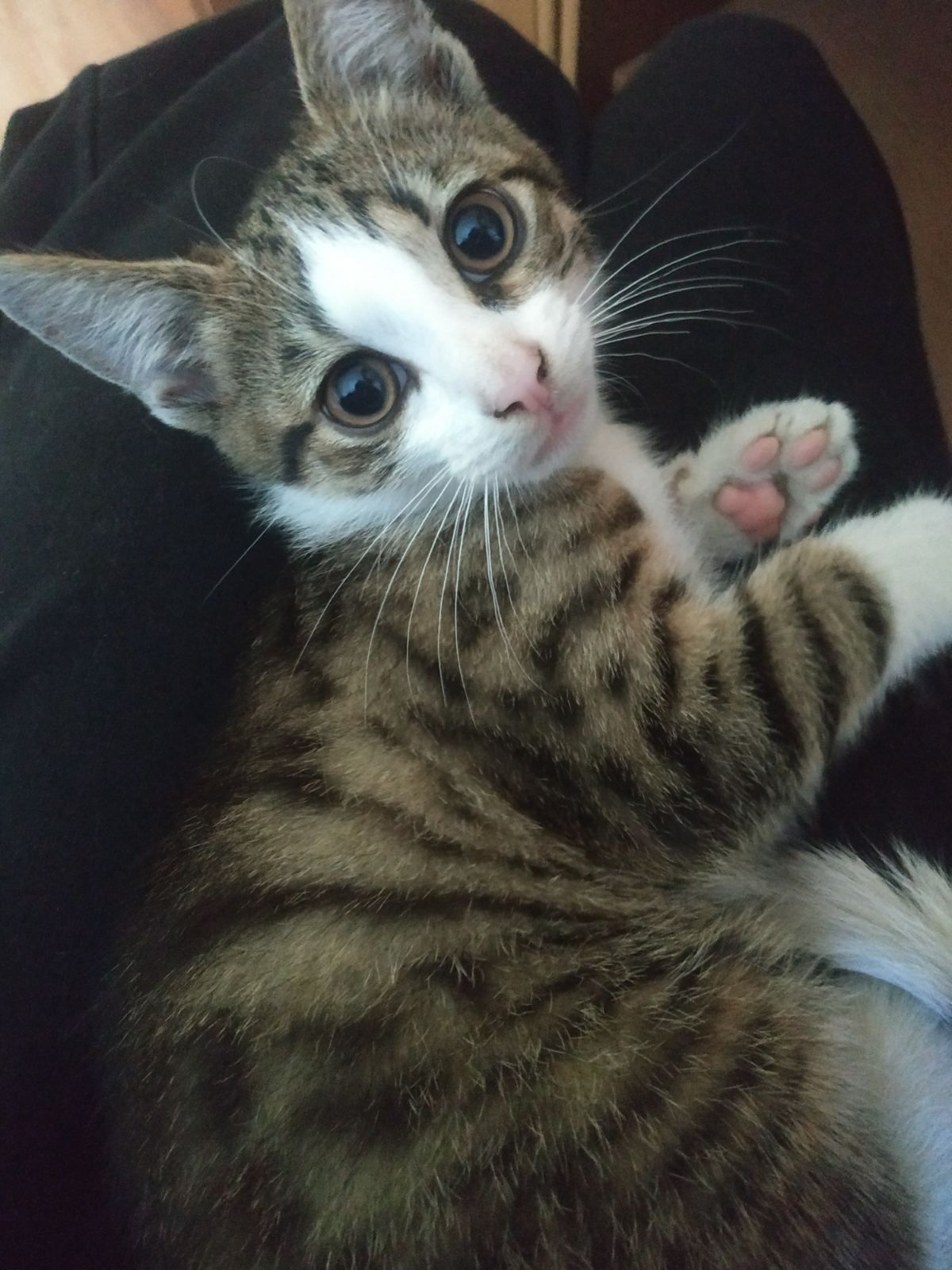 Котики 4 місяці дуже лагідні