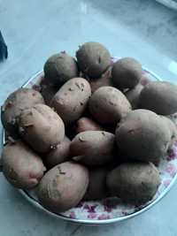 Ziemniaki ziemniaki