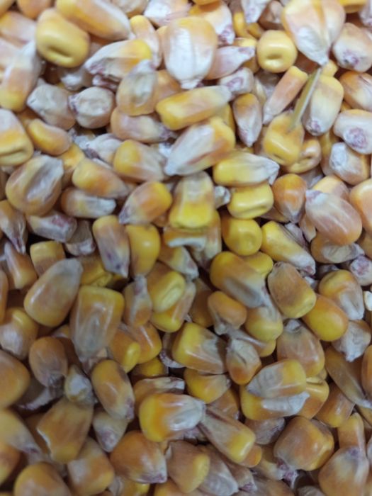 Kukurydza sucha czysta