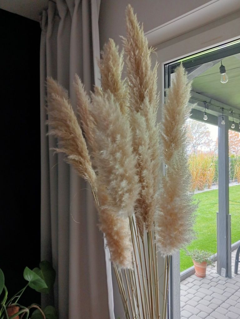 Trawy pampasowe  kwiaty 18 sztuk. 200cm