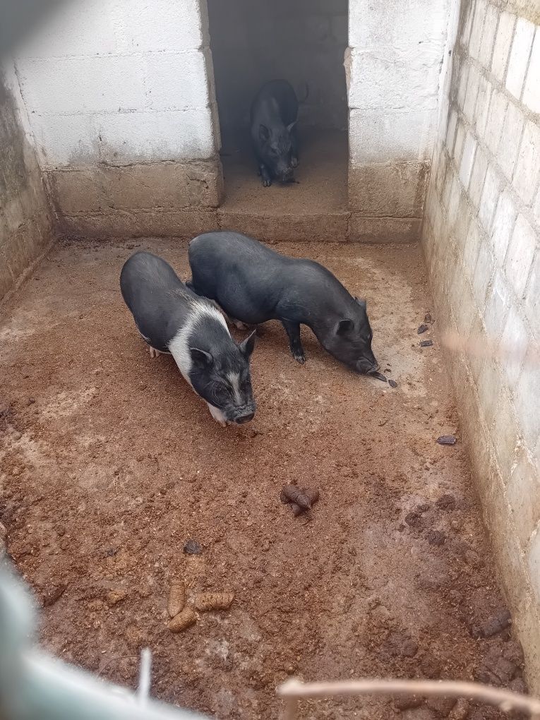 Porcos Vienemitas