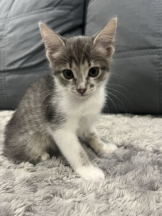 Віддамо кошенят в добрі руки.