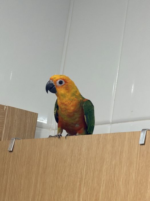Arantinga muito meigo
